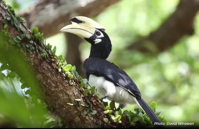 Singapore&rsquo;s tropical rainforests are home to native species such as the Raffles&rsquo; banded langur and the oriental pied hornbill.
