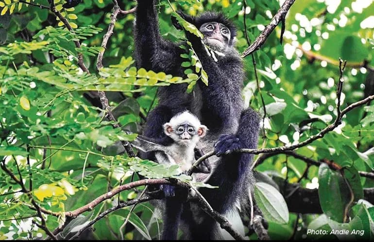Singapore&rsquo;s tropical rainforests are home to native species such as the Raffles&rsquo; banded langur and the oriental pied hornbill.