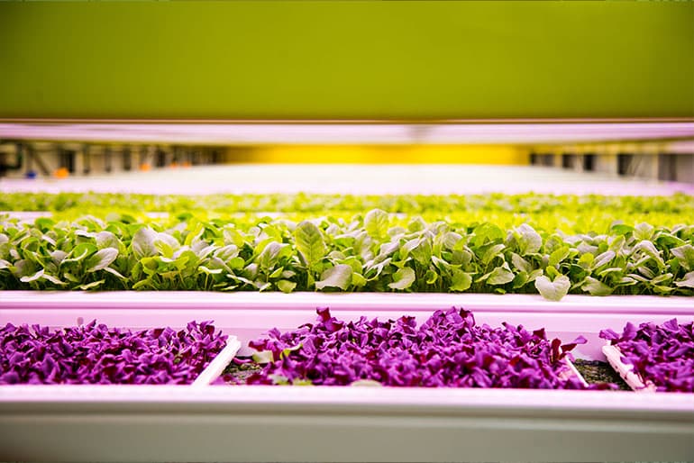 edible unnovations in singapore 770 514 4