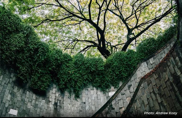 It’s a Jungle Out There: 5 Ways to Connect with Nature in Bustling Singapore content image 1