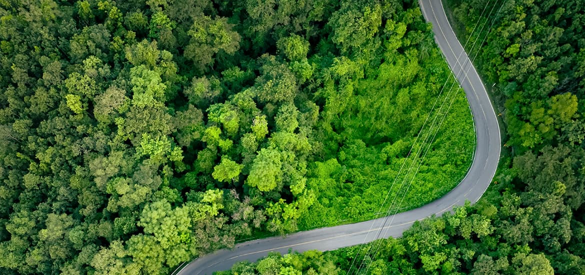 Aerial view of a winding road cutting through dense green forest, with varied tree canopy and power lines running alongside the route.