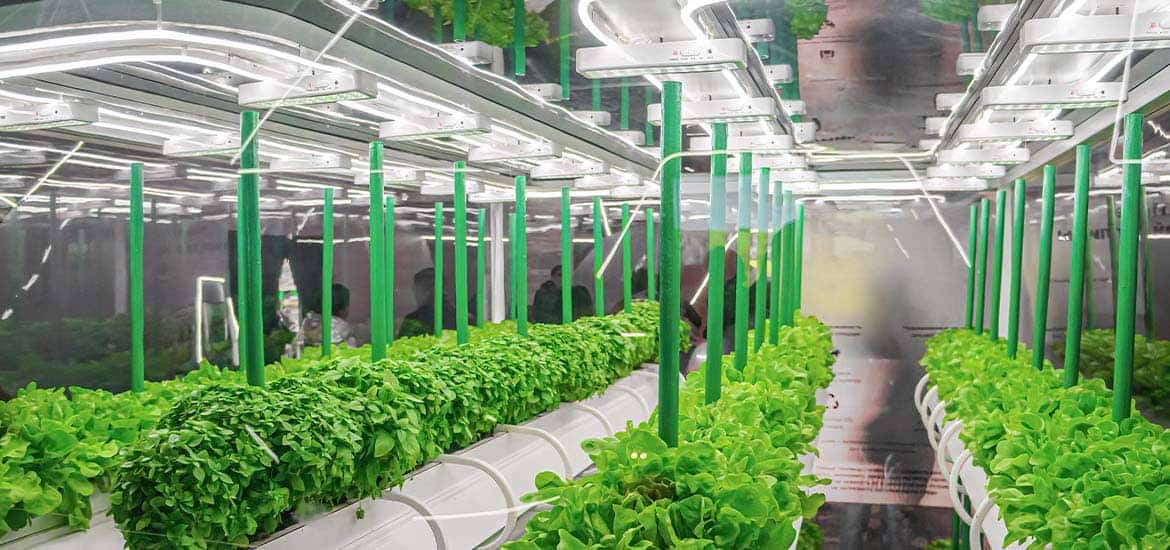 Dutch firm’s vertical mega farm to produce up to 500 tonnes of leafy greens in Singapore masthead image
