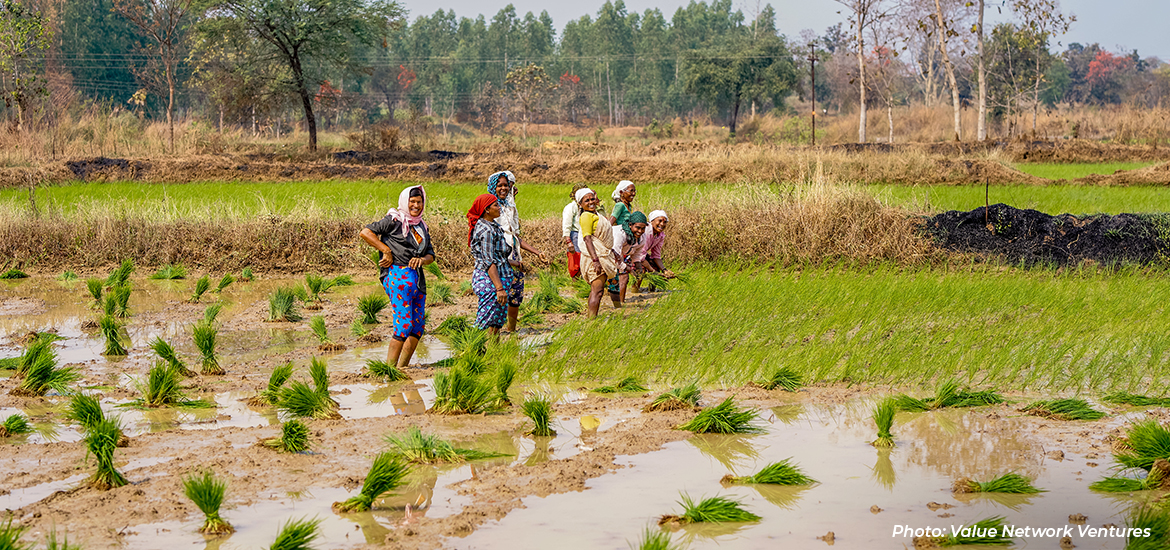 Farmers planting rice seedlings in a flooded paddy field, highlighting agricultural livelihoods, rural communities, and sustainable land-use practices.