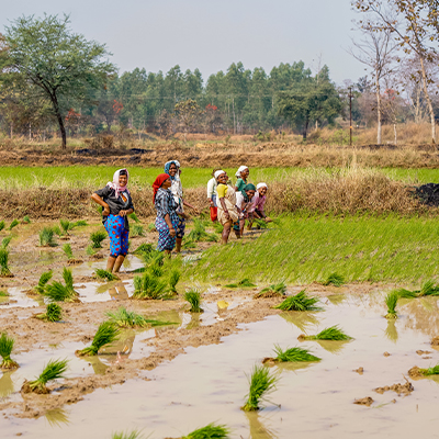 Farmers planting rice seedlings in a flooded paddy field, highlighting agricultural livelihoods, rural communities, and sustainable land-use practices.