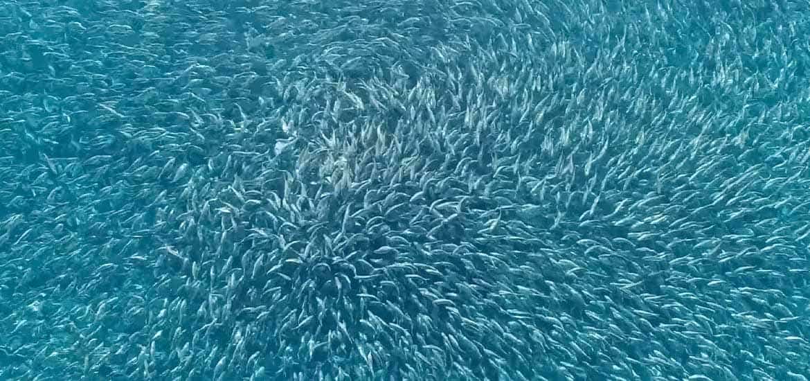 Fish farms to get free advice on disease management and testing support masthead image