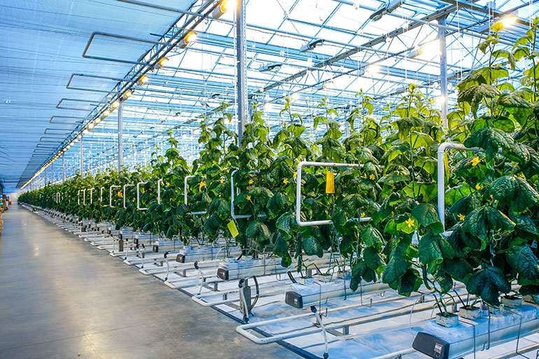 With programmes and funding to spur innovation and development, local farms have changed from low-tech affairs to more sophisticated endeavours.