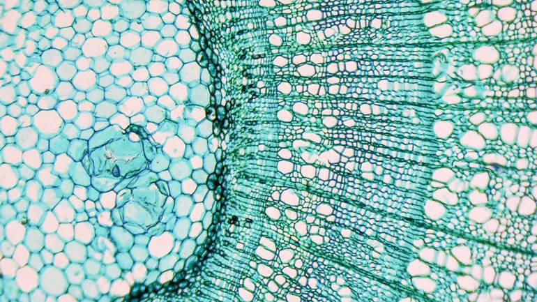 cells