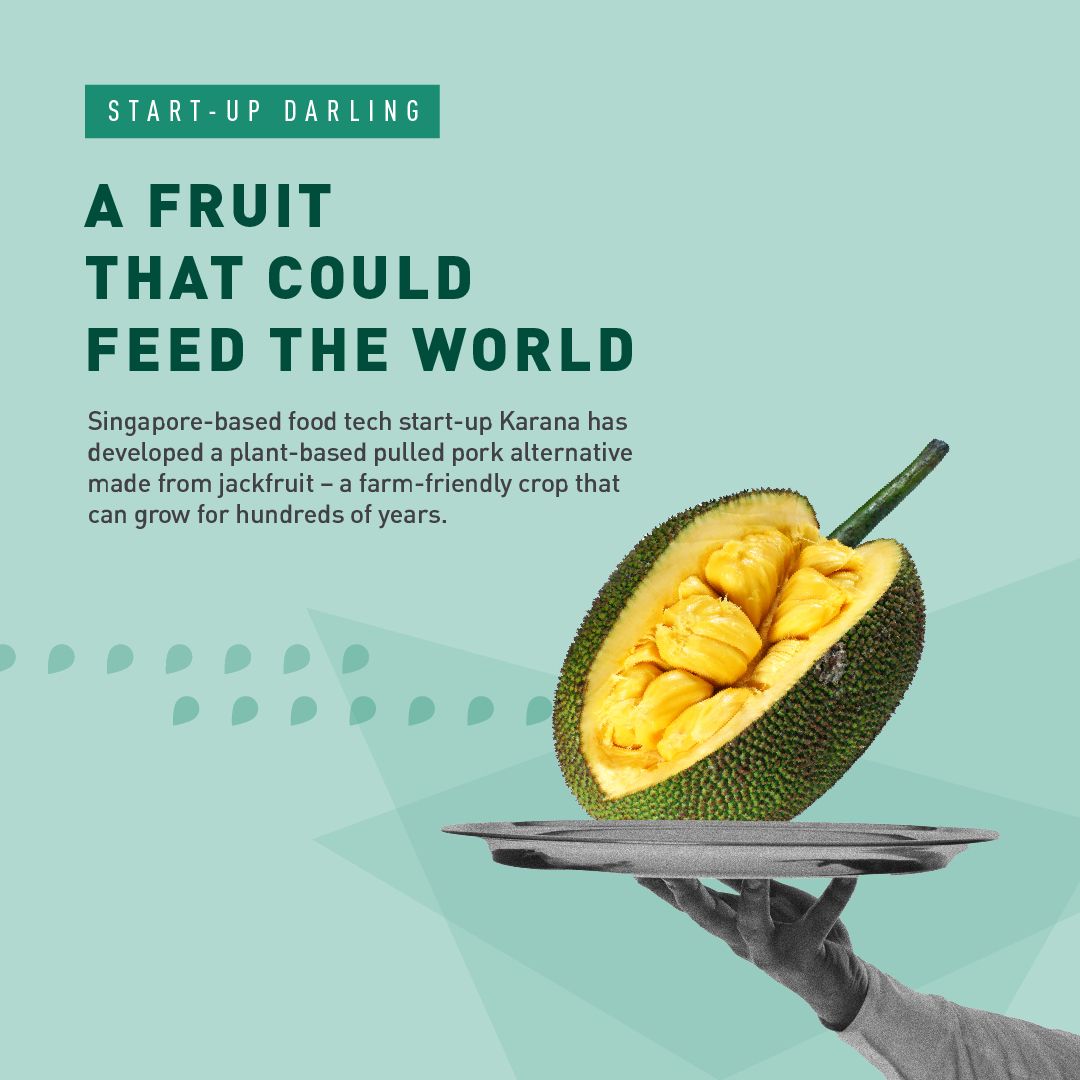 Jackfruit infographic 