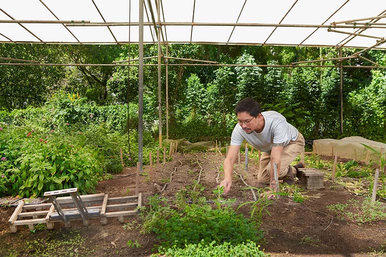 Mr Low learnt to grow more local plants such as ulam raja and luffa which suit the climate better. Image courtesy of SPH Media.