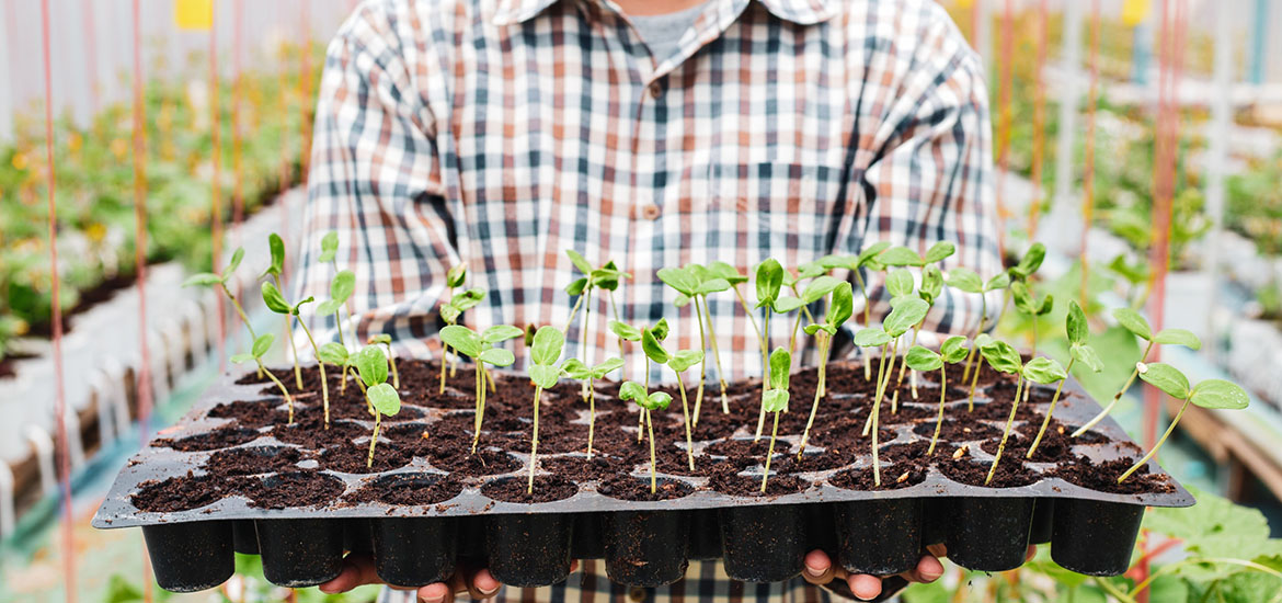Meet the local farmers growing vegetables in underused spaces to feed Singapore sustainably masthead image