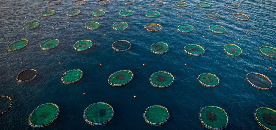 New research programme, hatchery tech centre to solve problems of Singapore aquaculture sector masthead image
