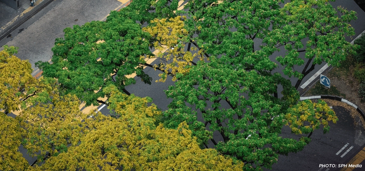 Top view of a city street lined with lush green and yellow flowering trees.