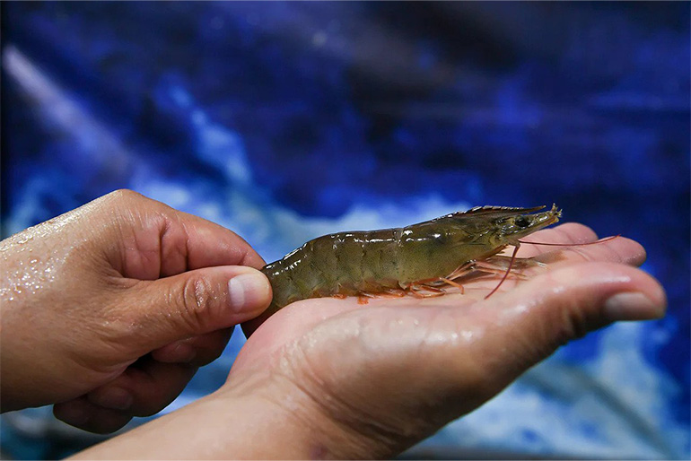 Prawns are usually harvested and sold once they have reached the end of the three-month grow-out phase.