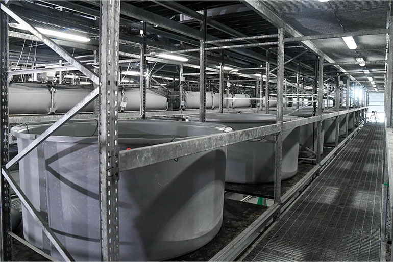 Water tanks for growing prawns at Universal Aquaculture's facility in Tuas.