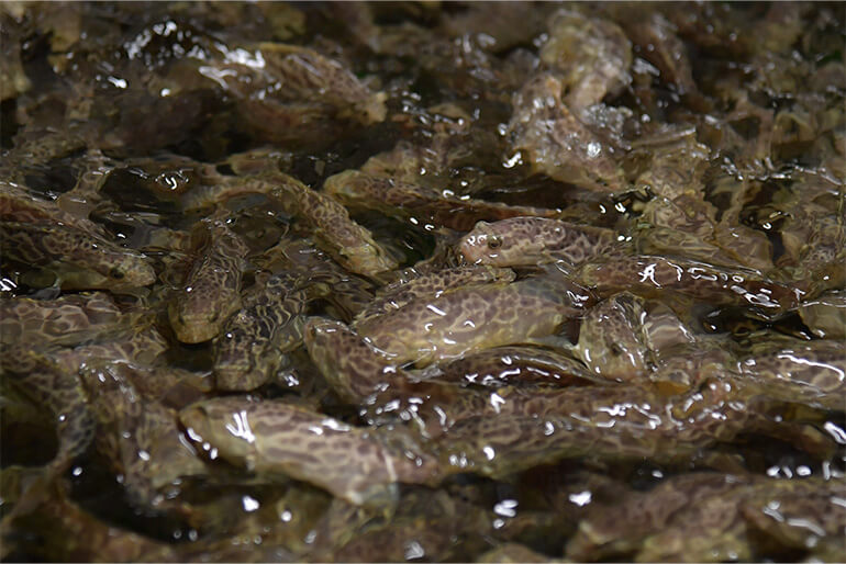 A tank of giant and tiger groupers at Apollo Aquaculture Group fish farm at Neo Tiew Crescent. 
