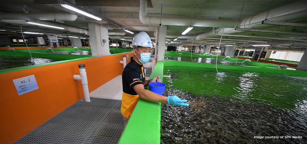 Singapore's tallest fish farm to produce 2,700 tonnes of fish a year by 2023 masthead image