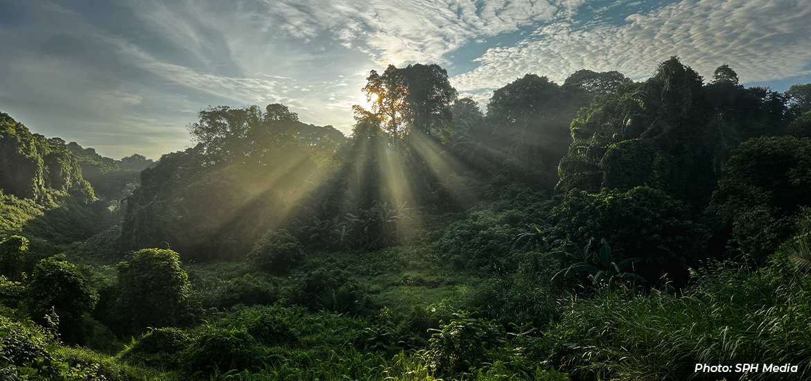 Sunlight streaming through dense tropical rainforest canopy, illuminating lush vegetation and mature trees in a rich natural landscape, highlighting biodiversity and environmental conservation.