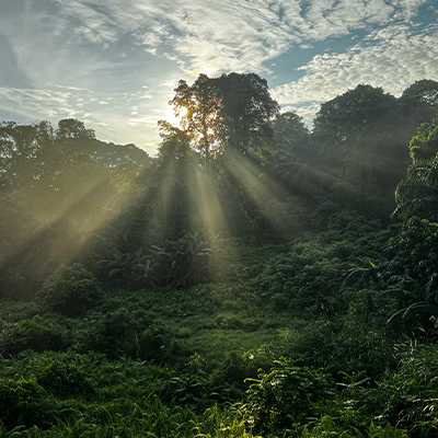 Sunlight streaming through dense tropical rainforest canopy, illuminating lush vegetation and mature trees in a rich natural landscape, highlighting biodiversity and environmental conservation.