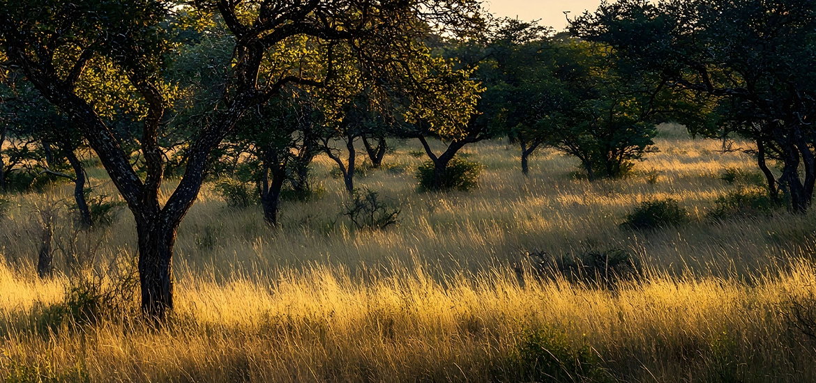 Sunlight casting a golden glow over tall grass and scattered trees in a serene savanna landscape.