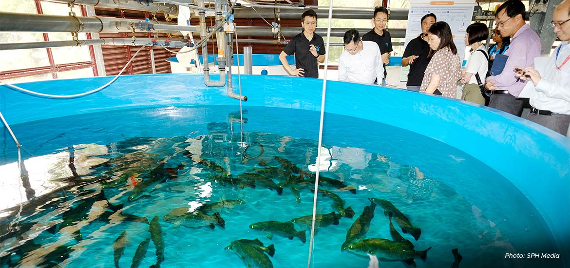 Singapore’s aquaculture industry is currently nascent, but the country has made strides in the research realm. 