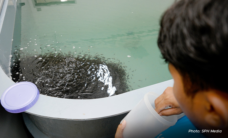 Newly hatched barramundi, or fish fry, clustered in a tank in Barramundi Group’s hatchery at the Marine Aquaculture Centre.