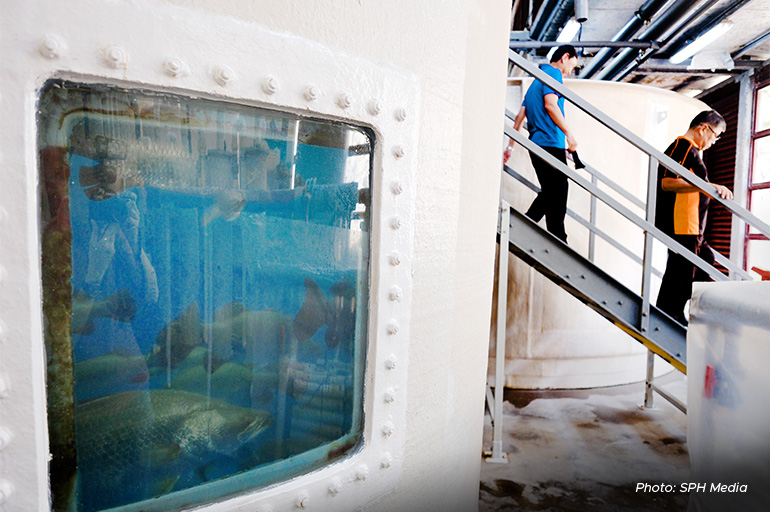 The barramundi broodstock at the Marine Aquaculture Centre.