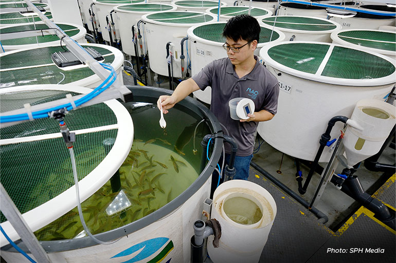 Feed trials for red snapper at the Marine Aquaculture Centre.