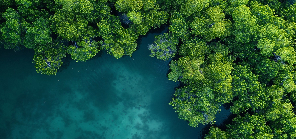 Aerial view of dense green mangroves bordering clear blue water, showing the contrast between lush vegetation and the coastal shoreline.