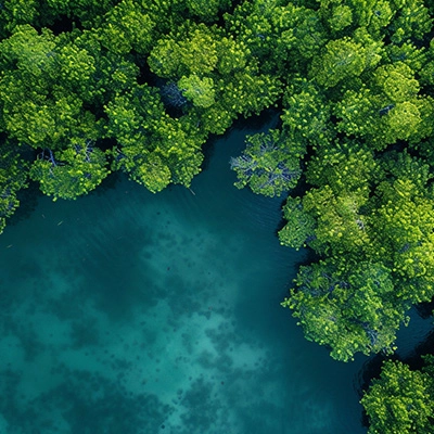 Aerial view of dense green mangroves bordering clear blue water, showing the contrast between lush vegetation and the coastal shoreline.