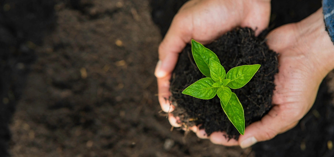 Close-up of hands holding a small green seedling planted in soil, symbolising growth and sustainability.