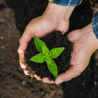 Close-up of hands holding a small green seedling planted in soil, symbolising growth and sustainability.