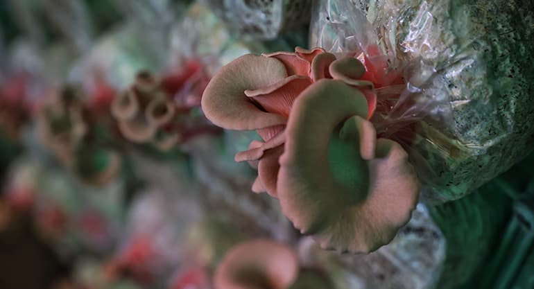 Pink mushrooms at Kin Yan Agrotech's mushroom farm on Nov 9, 2021. Image courtesy of SPH Media.