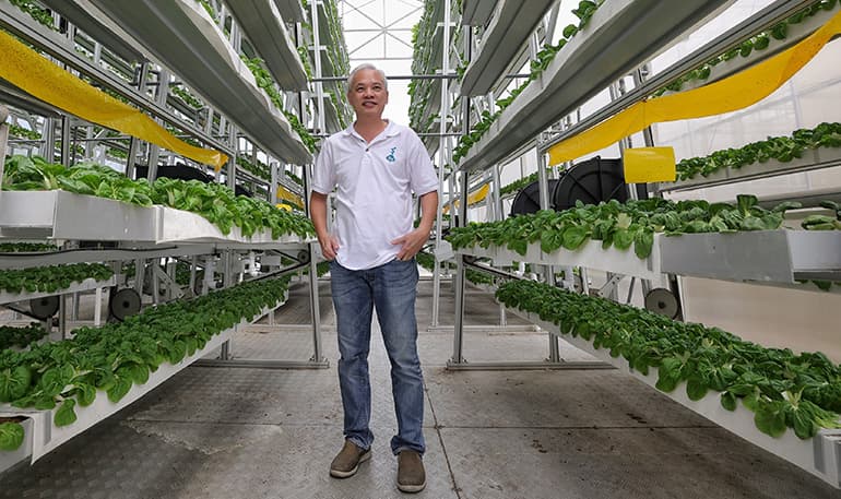 Mr Jack Ng's 3.65ha farm in Lim Chu Kang started commercial operations in 2012. Image courtesy of SPH Media.