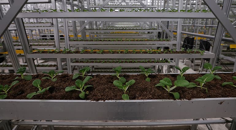 Baby bai nai in the Sky Greens vertical farm on Nov 9, 2021. Image courtesy of SPH Media.