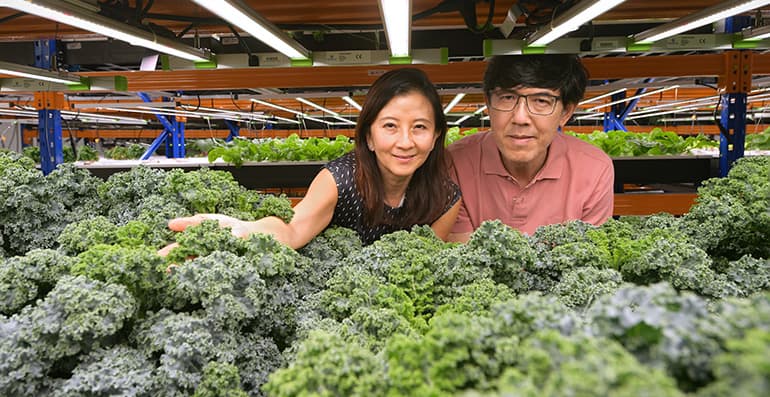 Grow Up! By Ubertas AgriTech owners Oon Foong-Yoke and Keith Heah. Image courtesy of SPH Media.