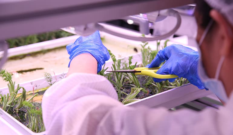 Dill being harvested at Artisan Green. Image courtesy of SPH Media.