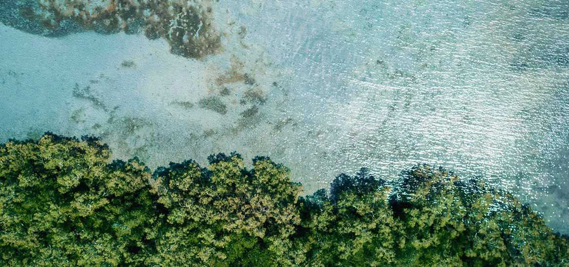 Aerial view of a mangrove coastline with dense greenery meeting shallow coastal waters.