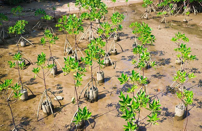 Young mangrove trees planted in coastal soil, supported by stakes for restoration and conservation.