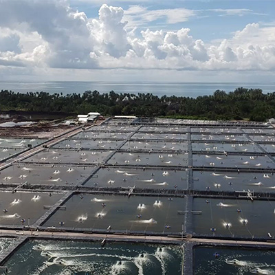 Yield, profit, and sustainability: How Bosch’s AquaEasy infuses science into traditional shrimp farming listing image