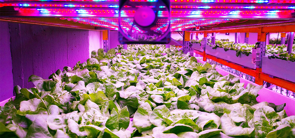 Future of Food: Singapore’s role within the growing urban food ecosystem masthead