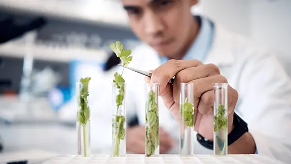 Scientist examining plant samples in test tubes, representing research excellence.
