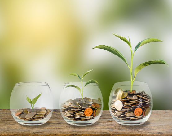 Money plant