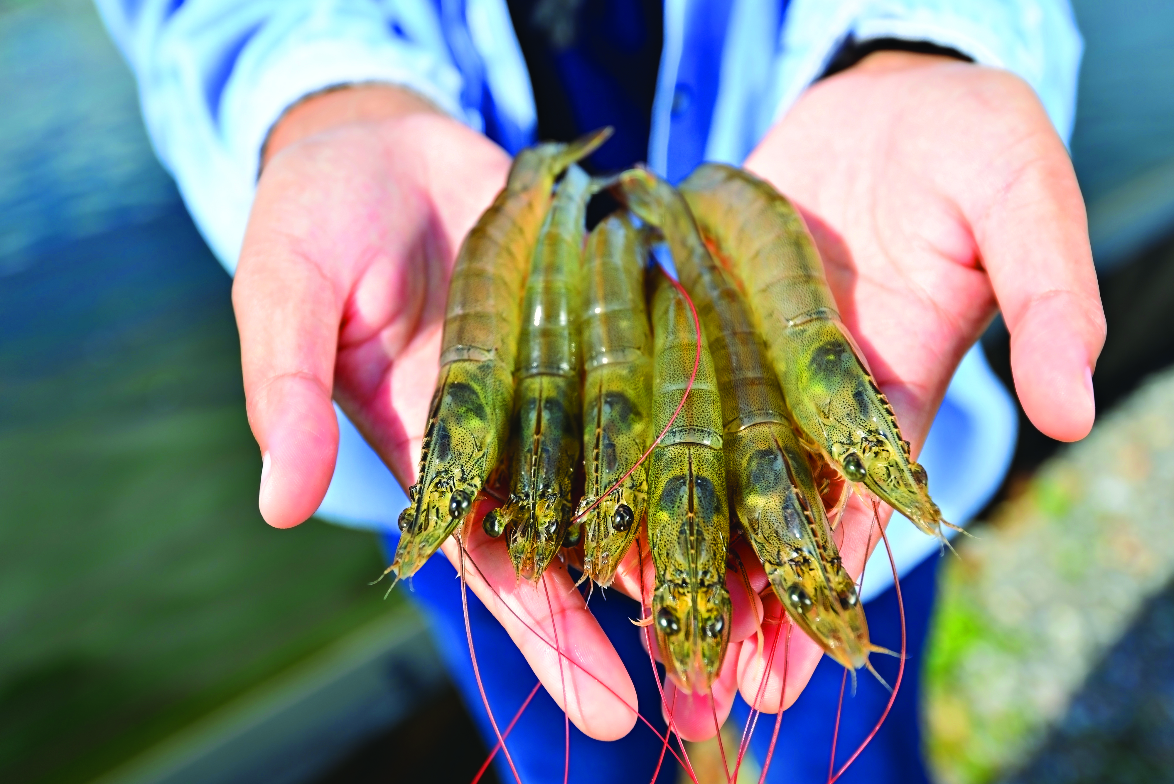 prawns on hand